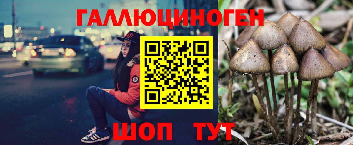 Волгоград  Псилоцибиновые грибы Psilocybe  Вход с VPN 